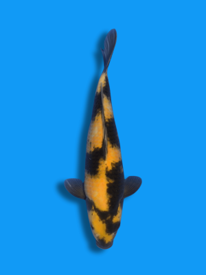 Ki Utsuri kaufen | Koi&Co.